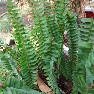 Polystichum acrostichoides – Christmas Fern – Shield Fern – get a quote
