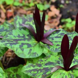 Trillium sessile – Toad-shade – Trinity Flower – Wakerobin – Wood Lily – get a quote