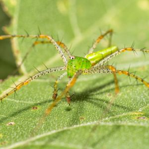 Green Lynx Spider – Peucetia viridans get a quote