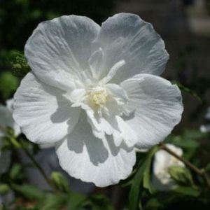 Hibiscus syriacus ‘Notwoodtwo’ – Rose of sharon – get a quote