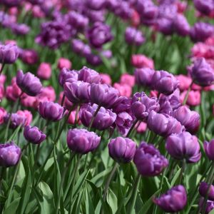 Tulipa ‘Blue Diamond’  – Tulip ‘Blue Diamond’ – Bulbs- Bulbs get a quote