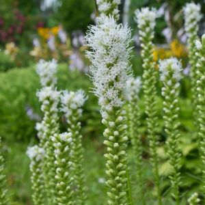 Liatris spicate white – Gayfeather – Blazing star – get a quote