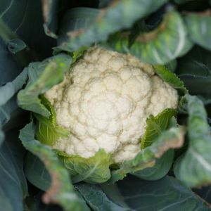 Cauliflower – White hybrid Cauliflower get a quote