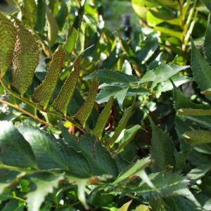 Cyrtomium falcatum – Japanese holly fern get a quote