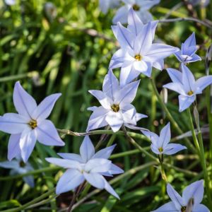 Ipheion uniflorum – Tristagma uniflorum – Triteleleia uniflora – Brodiaea uniflora – Spring Starflower – get a quote