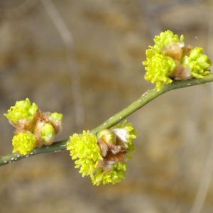 Lindera obtusiloba – Japanese Spicebush – get a quote