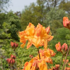 Rhododendron ‘Klondyke’ – Azaleas – get a quote