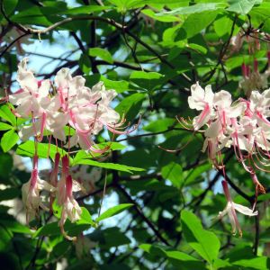 Rhododendron periclymenoides – Rhododendron nudiflorum – Pinxterbloom Azalea – get a quote