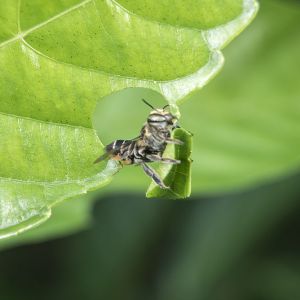 Leafcutter Bees  – Megachile spp. get a quote