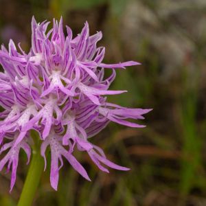 Orchis – May Orchid – Marsh Orchid – orchid get a quote