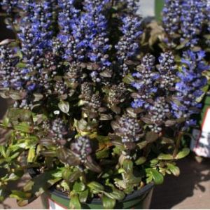 Ajuga ‘Chocolate chip’ – Bugleweed ‘Choclate chip’ – get a quote