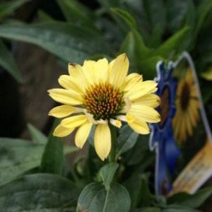 Echinacea x ‘Matthew Saul’ – Coneflower – Harvest moon – get a quote