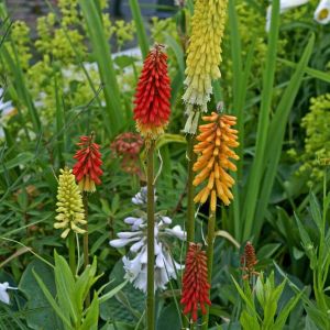 Kniphofia ‘flamenco’ – Red-hot Poker – Torch Lily – Tritoma – Torch Flower – get a quote