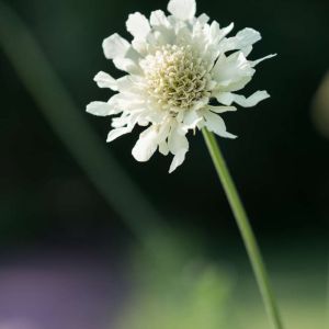 Cephalaria alpina – Scabiosa alpina – get a quote