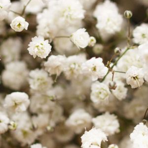 Gypsophila paniculata ‘Perfecta’ – Baby’s Breath – get a quote