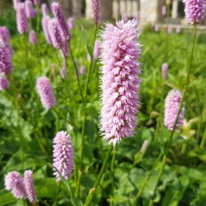 Persicaria bistorta – Polygonum bistorta – Bistort – Snakeweed – Aconogonon – Bistorta – Polygonum – Tovara – Fleeceflower – Knotweed – get a quote