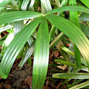 Rhapis excelsa – Rhapis flabelliformis – Miniature Fan Palm – Lady Palm – Lady Palm – get a quote