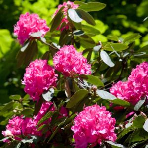 Rhododendron ‘Cynthia’ – Rhododendron ‘Lord Palmerston’ – Azaleas – get a quote