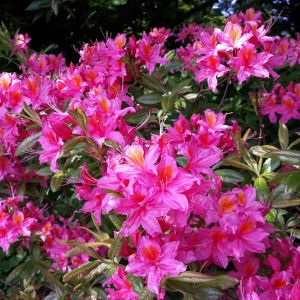 Rhododendron calostrotum – Azaleas – get a quote