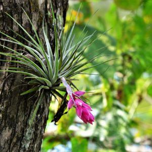 Tillandsia stricta – Tillandsia krameri  – Tillandsia meridionalis – Tillandsia stricta var. krameria – Air Plant – get a quote