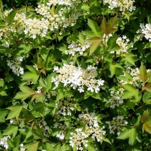 Viburnum trilobum – Viburnum americanum – Viburnum opulus var. americaqnum – American Highbush Cranberry – Cranberry-bush – High Bush-cranberry – get a quote