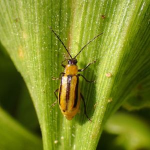 Western Corn Rootworm – Diabrotica virgifera vigifera get a quote