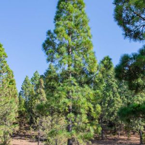 Pinus cembra – Arolla Pine – Swiss Stone Pine – Pine – get a quote