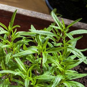 Satureja hortensis – Summer Savory – Savory – get a quote