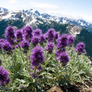 Phacelia sericea – Scorpion Weed – get a quote