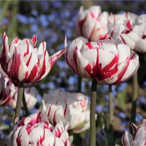 Tulipa ‘Carnival De Nice’ – Tulip ‘Carnival De Nice’ get a quote