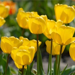 Tulip ‘Golden Oxford’ – Tulipa ‘Golden Oxford’ – bulb get a quote