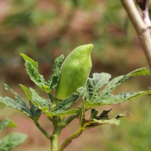 Okra – Green Fingers Okra get a quote