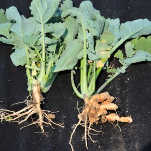 Clubroot – Plasmodiophora brassicae get a quote