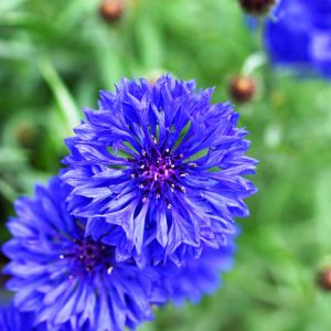 Centaurea cyanus – Bachelors Button – Blue-bottle – Hardheads – Knapweed – Cornflower – get a quote