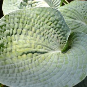 Hosta ‘Love Pat’ – Plantain Lily ‘Love Pat’ get a quote