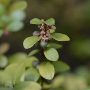 Myrsine africana – African Boxwood – Cape Myrtle – get a quote