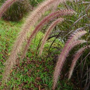 Pennisetum setaceum ‘Atropurpureum’ – Pennisetum setaceum ‘Purpureum’ – Pennisetum rueppellii – African Fountain Grass get a quote