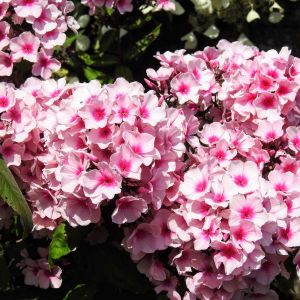 Phlox paniculata ‘Bright Eyes’   – Garden Phlox get a quote