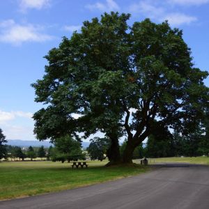 Quercus garryana – Oregon Oak – Western Oak – Garry Oak – Oregon White Oak – Oak – get a quote