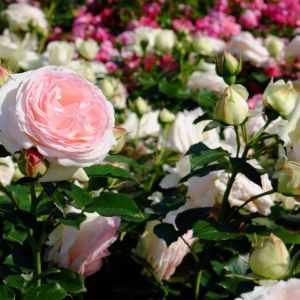 Rosa ‘Gloire de France’ – Rose ‘Fanny Bias’ – Rose ‘Gloire de France’ get a quote