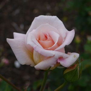 Rosa ‘Ophelia’ – Rose ‘Ophelia’ get a quote