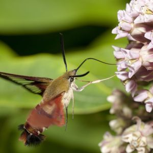 Hummingbird Clearwing – Hemaris thysbe get a quote