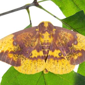 Imperial Moth – Eacles imperialis get a quote