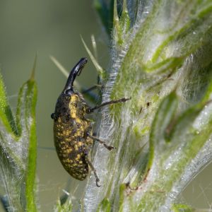 Pales Weevil – Hylobius pales get a quote