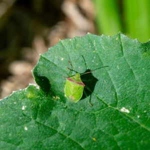 Red Shouldered Stink Bug – Thyanta accerra get a quote