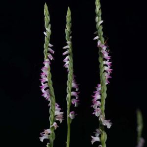 Spiranthes – Orchid get a quote