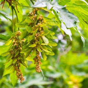 Acer macrophyllum ‘ Oregon Maple ‘ Bigleaf Maple – Maple get a quote
