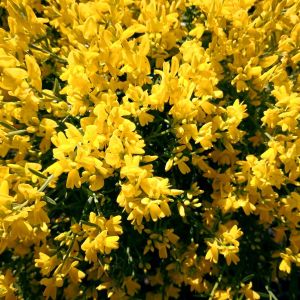 Cytisus ‘Golden Sunlight’ – Argyrocytisus – Broom – get a quote