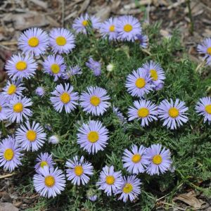 Erigeron pinnatisectus – Fleabane – get a quote