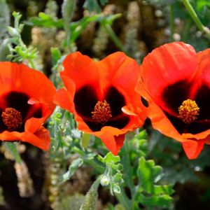 Glaucium grandiflorum – Horned Poppy – Sea Poppy – get a quote